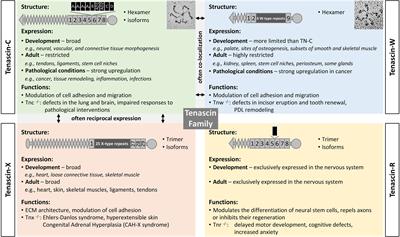 Revisiting the Tenascins: Exploitable as Cancer Targets?
